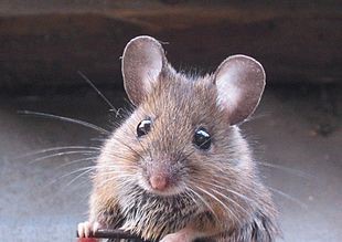 Animal diet and bedding rodent